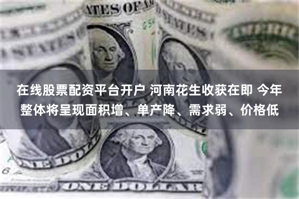 在线股票配资平台开户 河南花生收获在即 今年整体将呈现面积增、单产降、需求弱、价格低